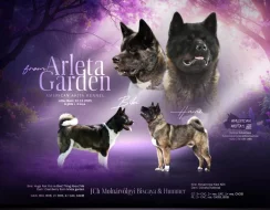 štěňátka Americké Akity s PP prodám