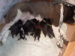 štěňátka Americké Akity s PP prodám