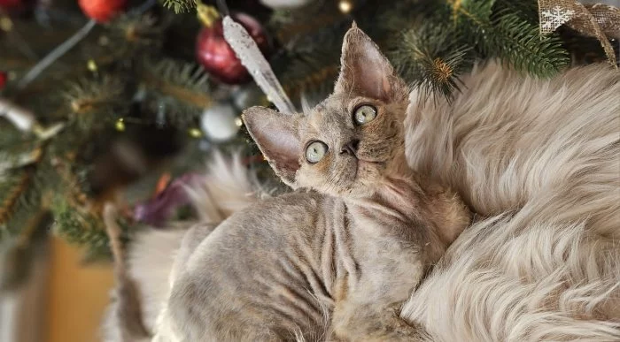 Devon rex kočička s PP