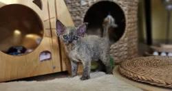 Devon rex kočička s PP