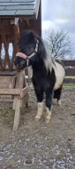 Schetlandský pony