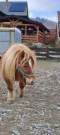 Schetlandský pony
