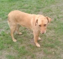 X labradorský retrívr