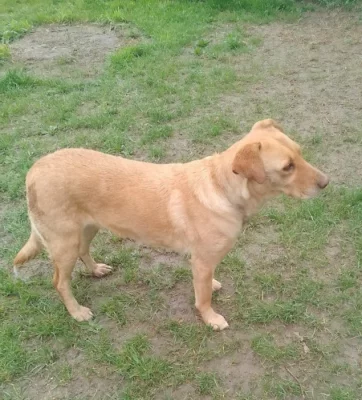 X labradorský retrívr