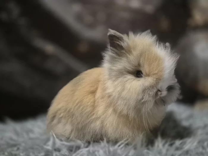 Zakrslý králík Teddy