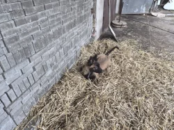 Nabizim pejska  belgického ovčáka s Pp