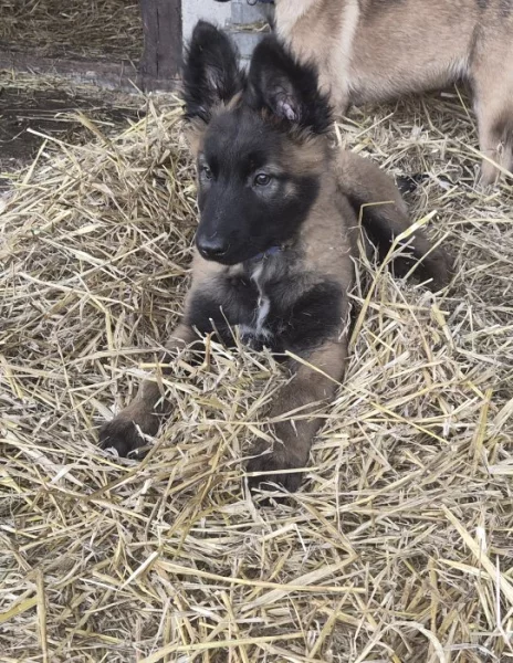 Nabizim pejska  belgického ovčáka s Pp