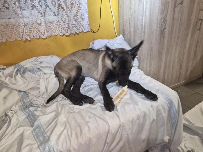 Nabizim pejska  belgického ovčáka s Pp