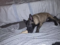 Nabizim pejska  belgického ovčáka s Pp