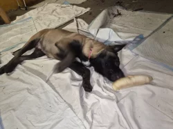 Nabizim pejska  belgického ovčáka s Pp