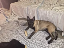 Nabizim pejska  belgického ovčáka s Pp