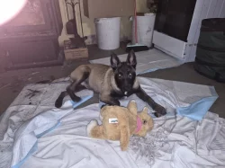 Nabizim pejska  belgického ovčáka s Pp