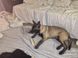 Nabizim pejska  belgického ovčáka s Pp