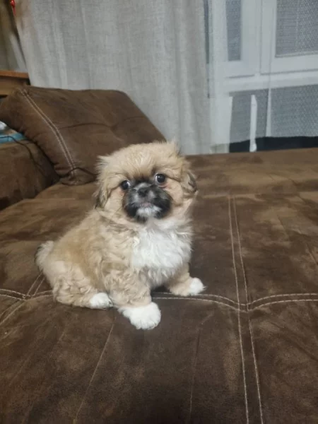 Prodej štenatka pekinskeho Palackého psika