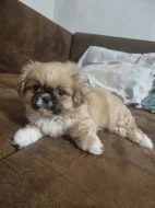 Prodej štenatka pekinskeho Palackého psika