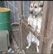 Barney hledá pomoc!