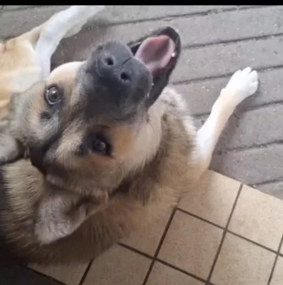 Barney hledá pomoc!