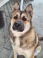 Barney hledá pomoc!