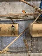 Agapornis Fischerův