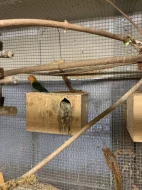 Agapornis Fischerův