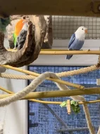 Agapornis Fischerův