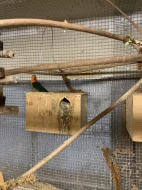 Agapornis Fischerův