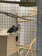 Agapornis Fischerův