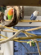 Agapornis Fischerův