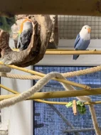 Agapornis Fischerův