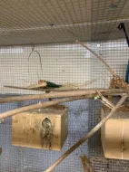 Agapornis Fischerův