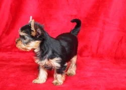 Jorkšírský teriér s PP FCI