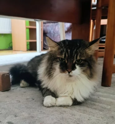 Krytí dlouhosrstý kocourek