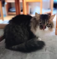 Krytí dlouhosrstý kocourek