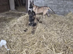 Nabizim pejska belgickeho ovčáka