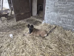 Nabizim pejska belgickeho ovčáka