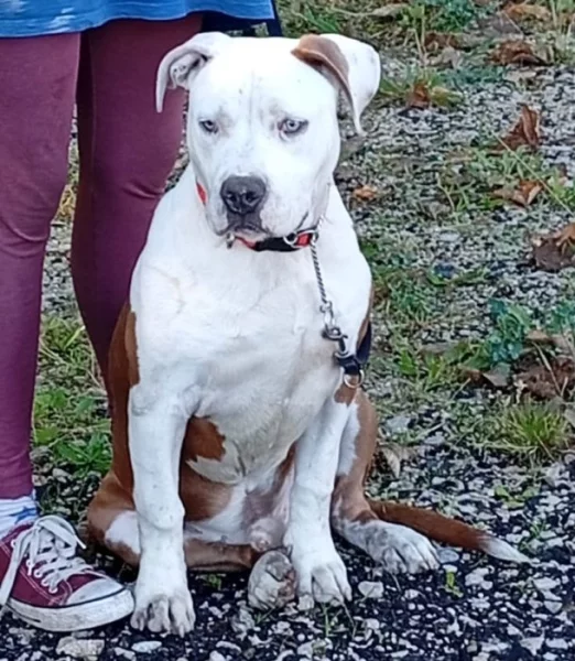 Americký stafordšírský teriér isabell št.s PP