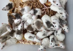 Mastomyši/krysa malá/