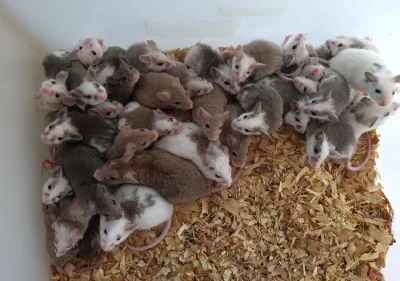 Mastomyši/krysa malá/