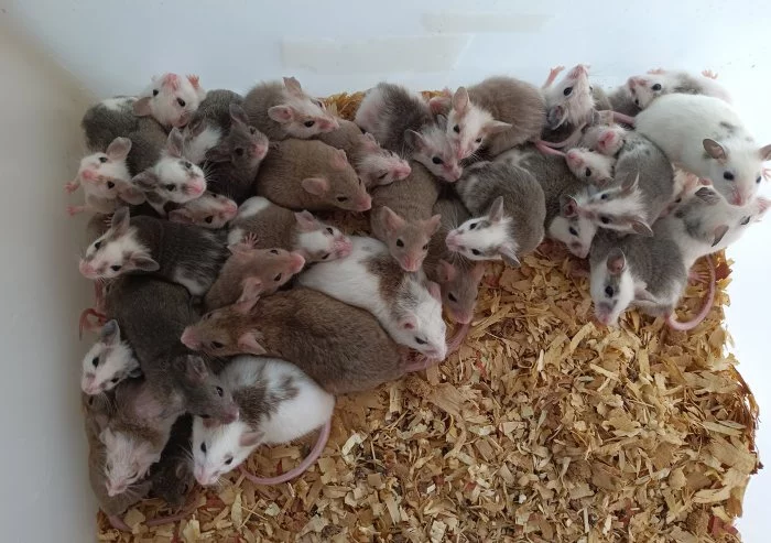 Mastomyši/krysa malá/