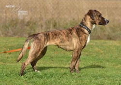 Darujeme nalezenou fenu křížence