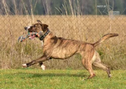 Darujeme nalezenou fenu křížence