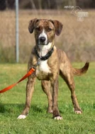 Darujeme nalezenou fenu křížence