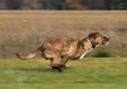 Darujeme nalezenou fenu křížence