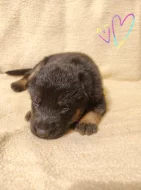 Německý ovčák štěňata s PP