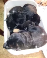 Německý ovčák štěňata s PP