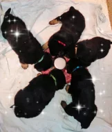 Německý ovčák štěňata s PP