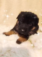 Německý ovčák štěňata s PP