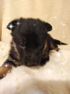 Německý ovčák štěňata s PP