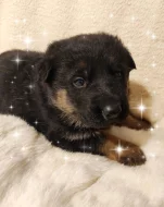 Německý ovčák štěňata s PP