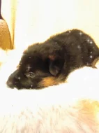 Německý ovčák štěňata s PP